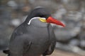 Close Up Of An Inca Tern Royalty Free Stock Photo