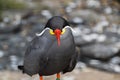 Close Up Of An Inca Tern Royalty Free Stock Photo