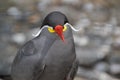 Close Up Of An Inca Tern Royalty Free Stock Photo
