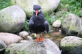 A close up of an Inca Tern Royalty Free Stock Photo