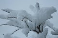Close up on an inch of fluffy, white snow on the branches of a small Japanese Maple tree Royalty Free Stock Photo