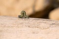 Inchworm Royalty Free Stock Photo