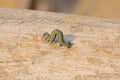 Inchworm Royalty Free Stock Photo