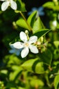 Inda white flower in garden Royalty Free Stock Photo