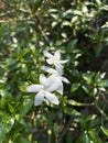 Inda white flower in garden Royalty Free Stock Photo