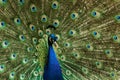 Close-up of a blue Indian peafowl with fanned out feathers. Pavo cristatus Royalty Free Stock Photo