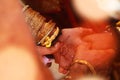Close up of Indian bride and groom holding hands after the wedding ceremony, Royalty Free Stock Photo