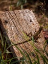 Close up of Indian Chameleon