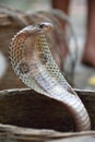 A close up of an Indian Cobra