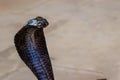 Close up of Indian cobra snake