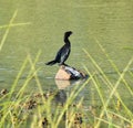 Indian cormorant or Indian shag sitting on the wood