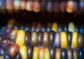 Close-Up of Indian Corn on the Cob Royalty Free Stock Photo