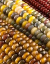 Close-up of Indian Corn Royalty Free Stock Photo