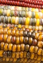 Close-up of Indian Corn Royalty Free Stock Photo