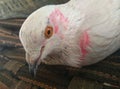 Close up of Indian domestic white pigeon Royalty Free Stock Photo