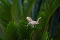 Close-up of an Indian garden lizard posing on a plant Royalty Free Stock Photo