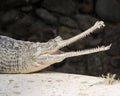 An Indian Gharial Crocodile