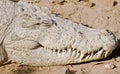 An Indian MuggerCrocodile Royalty Free Stock Photo