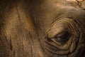 Close up Indian One Horned Rhinoceros, Rhinoceros unicornis Royalty Free Stock Photo