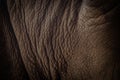 Close up Indian One Horned Rhinoceros, Rhinoceros unicornis Royalty Free Stock Photo