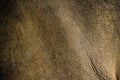 Close up Indian One Horned Rhinoceros, Rhinoceros unicornis Royalty Free Stock Photo