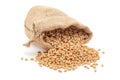 Close-up of Indian Organic Wheat Grains spilled out from a laying jute bag. Royalty Free Stock Photo