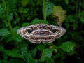 Close up of Indian owlet moth, Spirama sp