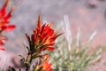 Close up of Indian paintbrush Castilleja wildflower blooming in Siskiyou County, California