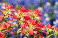 Close-up of Indian Paintbrush wildflowers Royalty Free Stock Photo