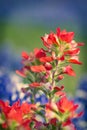 Close-up of Indian Paintbrush wildflowers Royalty Free Stock Photo