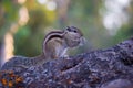 Close-up of a Indian Palm Squirrel or Rodent or also known as the chipmunk standing firmly on the tree trunk in a bokeh background Royalty Free Stock Photo