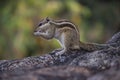 Close-up of a Indian Palm Squirrel or Rodent or also known as the chipmunk standing firmly on the tree trunk in a bokeh background Royalty Free Stock Photo