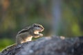Close-up of a Indian Palm Squirrel or Rodent or also known as the chipmunk standing firmly on the tree trunk in lights reflection Royalty Free Stock Photo