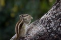 Close-up of a Indian Palm Squirrel or Rodent or also known as the chipmunk standing firmly on the tree trunk in lights reflection Royalty Free Stock Photo