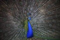 Close up of indian peacock with beautiful fan tail feather Royalty Free Stock Photo
