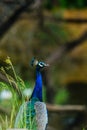 Close up of Indian Peafowl Pavo cristatus Royalty Free Stock Photo