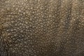 Close-up on Indian rhinoceros skin Royalty Free Stock Photo
