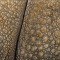 Close-up on Indian rhinoceros skin Royalty Free Stock Photo
