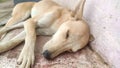Close up of indian street dog sleeping