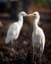 Close up of indian white heron bird stock image