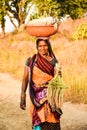 Indian Women holding and carrying bundle of paddy ear. Royalty Free Stock Photo