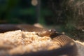 Close-up of a Indochinese spitting cobra entering the molting stage. Royalty Free Stock Photo