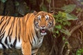 Close up of Indochinese Tiger standing in front of tunnel of forest Royalty Free Stock Photo