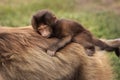 Baby Gelada monkey being carried on the back by its mother Royalty Free Stock Photo