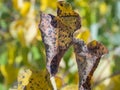 Close up infected apple tree leaves, ill leaf of apple scab disease, bacterial scorch. Illness of garden tree, green Royalty Free Stock Photo