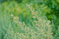 Artemisia argyi Royalty Free Stock Photo