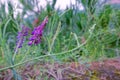 Astragalus laxmannii