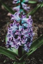 Close-up of an inflorescence of blue and lilac flowers