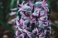 Close-up of an inflorescence of blue and lilac flowers