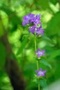 Campanula glomerata Royalty Free Stock Photo